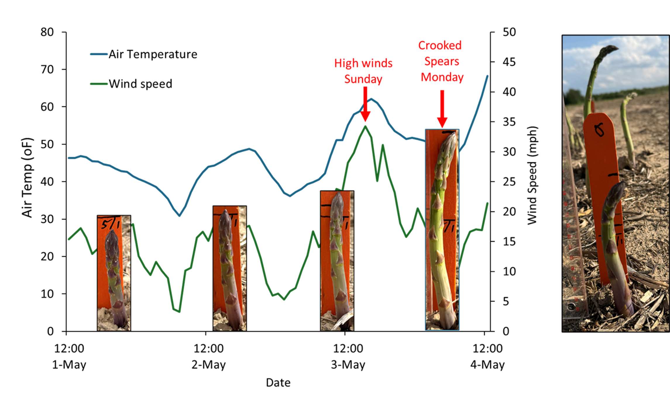 Graph showing asparagus spear growth over time with temperature trends, annotated with events like high winds and crooked spears, alongside photos of spear development stages.